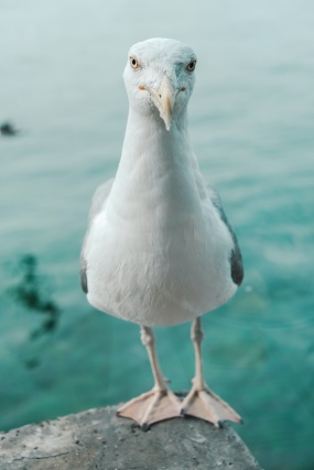 白色海鸥